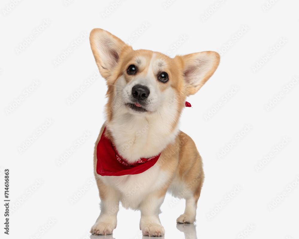 adorable corgi with tongue exposed and red scarf