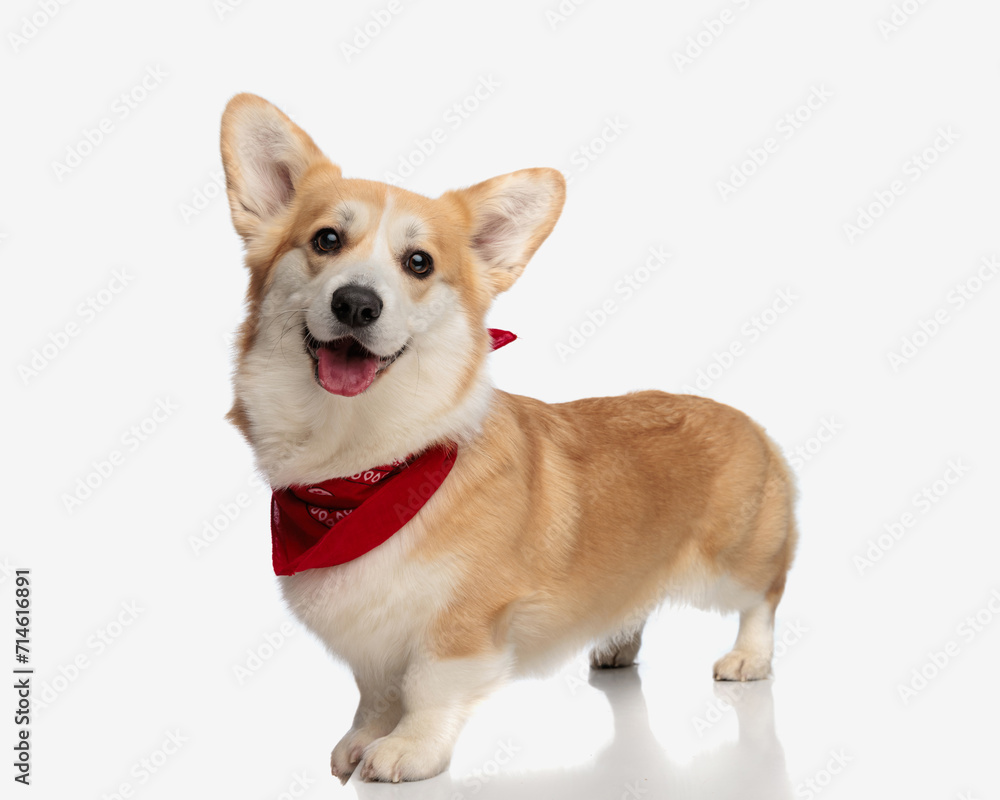 side view of happy corgi wearing a red bandana side view of happy corgi wearing a red bandana