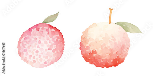 lychee fruit watercolor vector illustration 