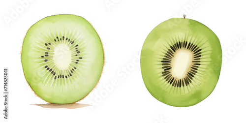 kiwi fruit watercolor vector illustration 