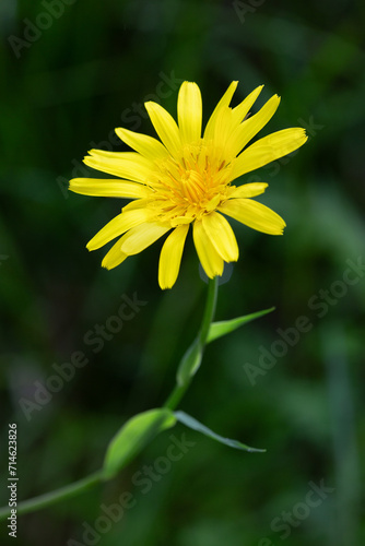 Wallpaper Mural Macrophotographie de fleur sauvage - Salsifis des prés - Tragopogon pratensis Torontodigital.ca