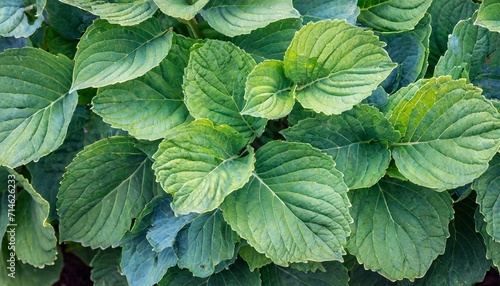 filled frame background of lush green leaves from hydrangea plant