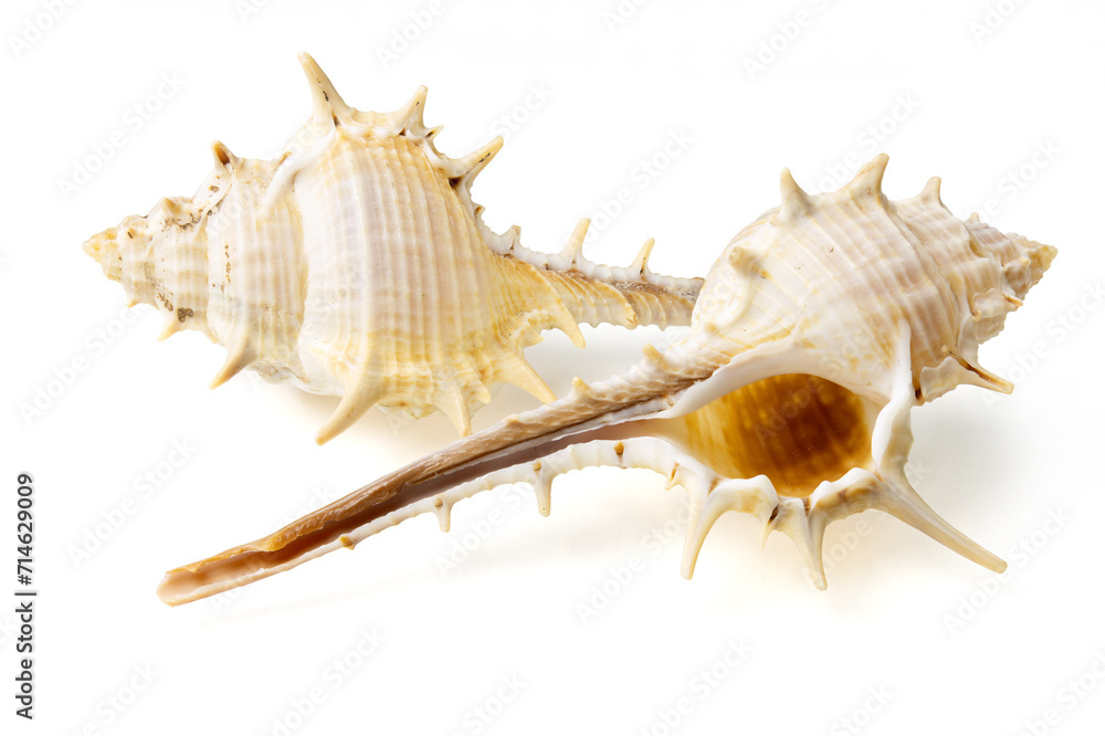 Seashells and shells on white background