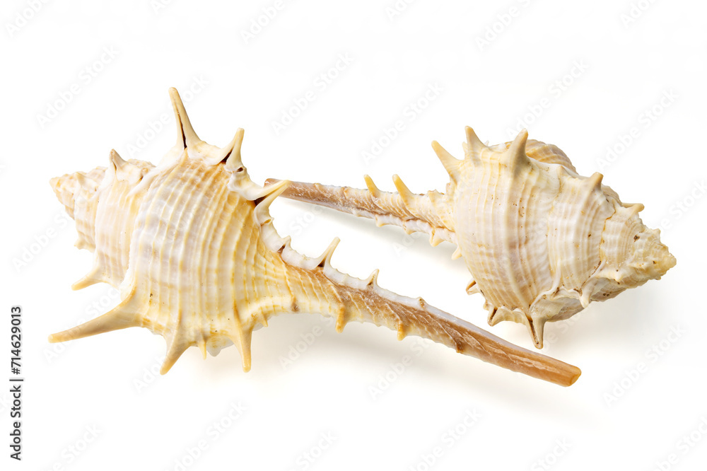 Seashells and shells on white background Seashells and shells on white background