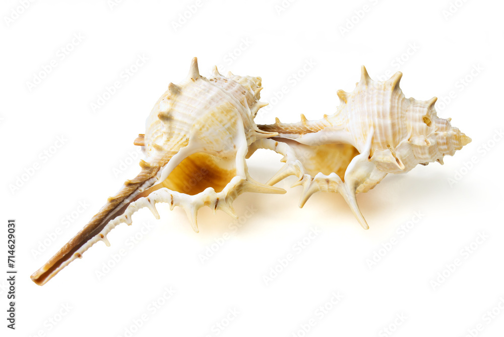 Seashells and shells on white background