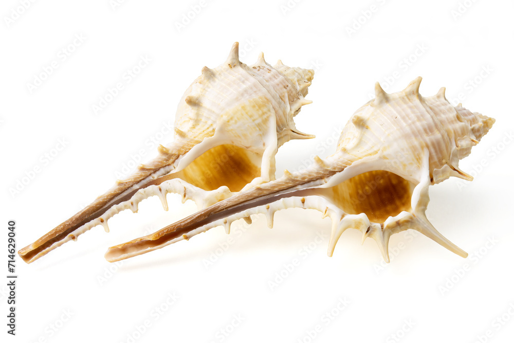 Seashells and shells on white background