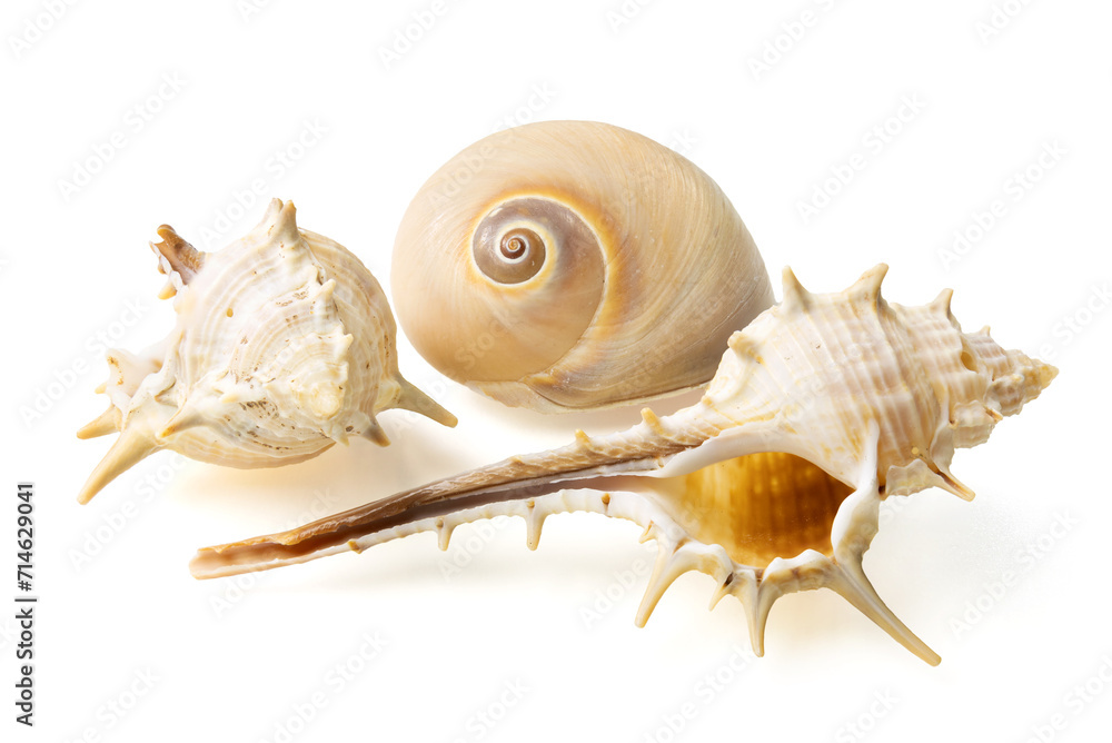 Seashells and shells on white background