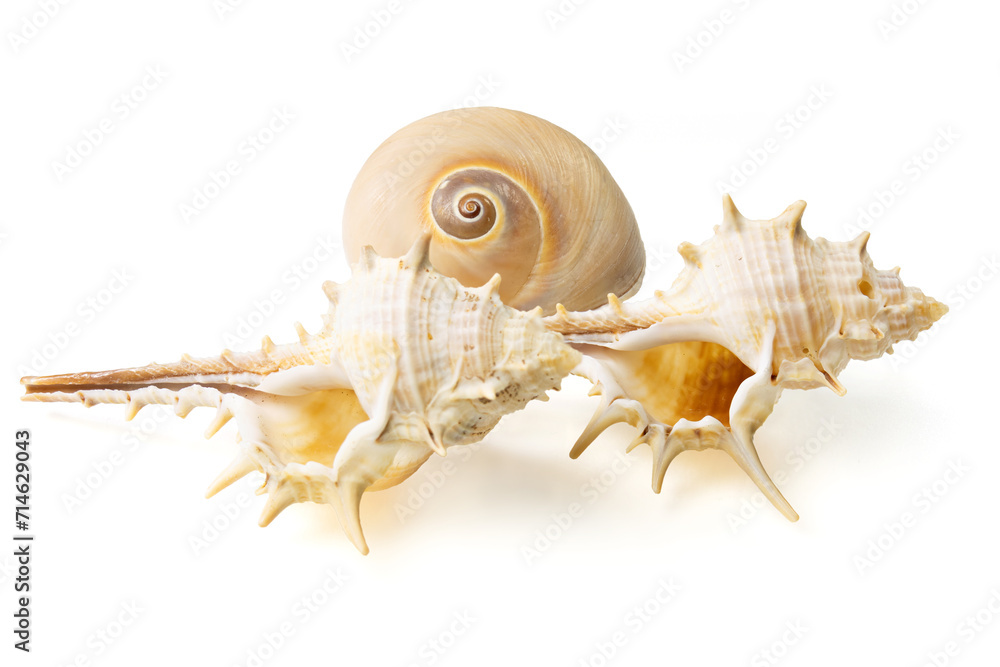 Seashells and shells on white background