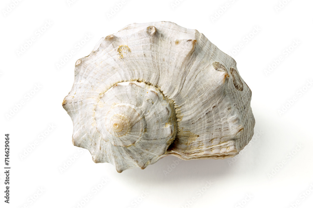 Seashells and shells on white background