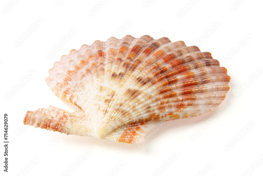 Seashells and shells on white background