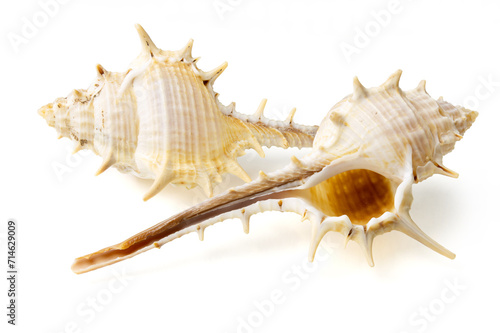 Obraz na płótnie Seashells and shells on white background w salonie