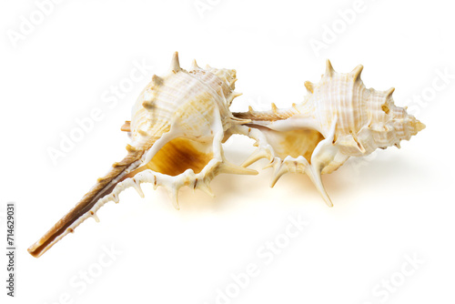 Obraz na płótnie Seashells and shells on white background w salonie