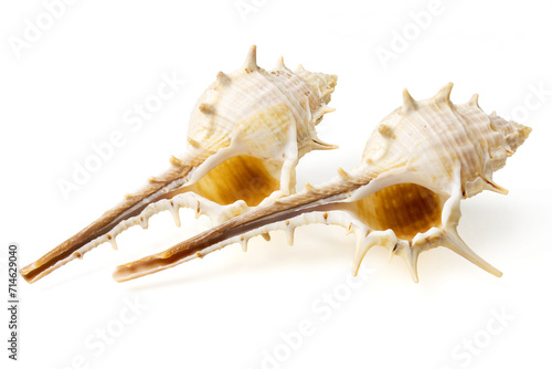 Obraz na płótnie Seashells and shells on white background w salonie