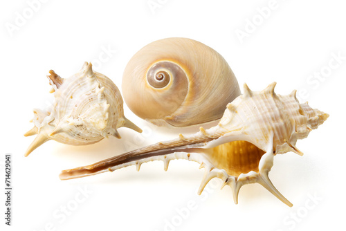 Obraz na płótnie Seashells and shells on white background w salonie