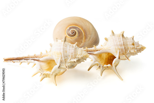 Obraz na płótnie Seashells and shells on white background w salonie