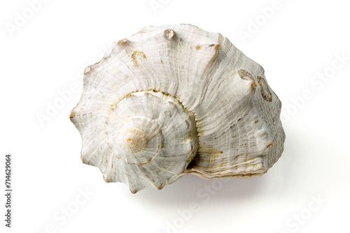 Obraz na płótnie Seashells and shells on white background w salonie