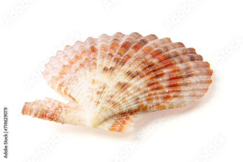 Obraz na płótnie Seashells and shells on white background w salonie