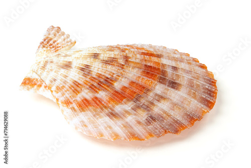 Seashells and shells on white background