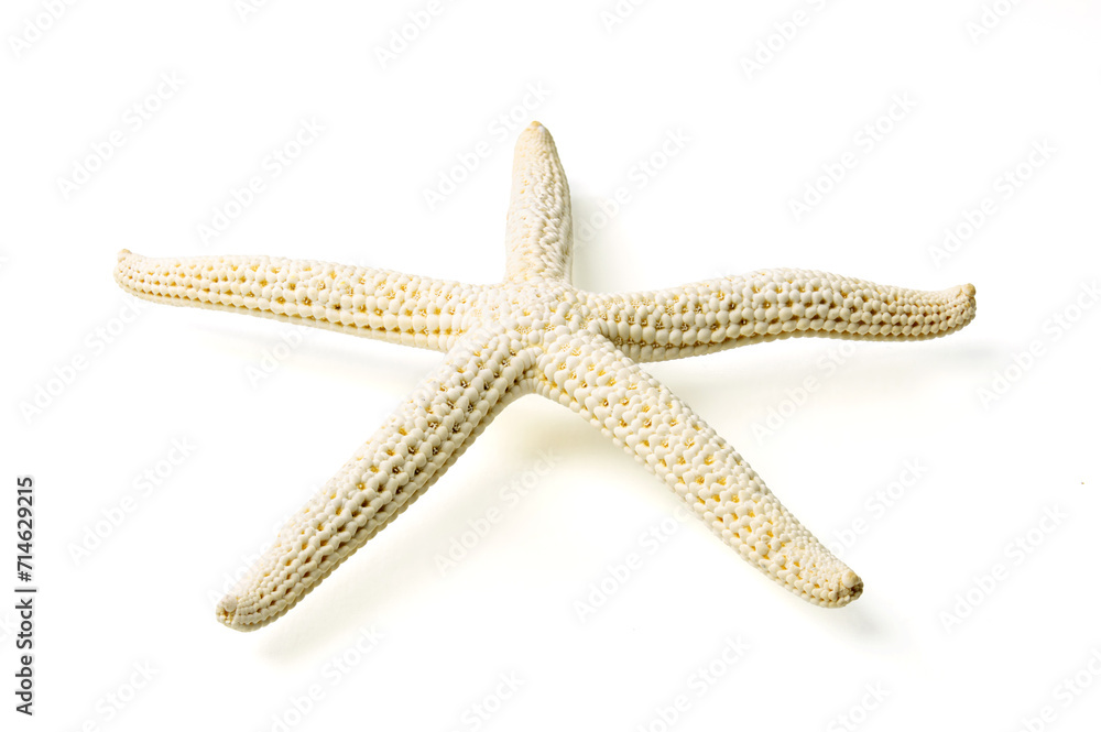 Seashells and shells on white background Seashells and shells on white background
