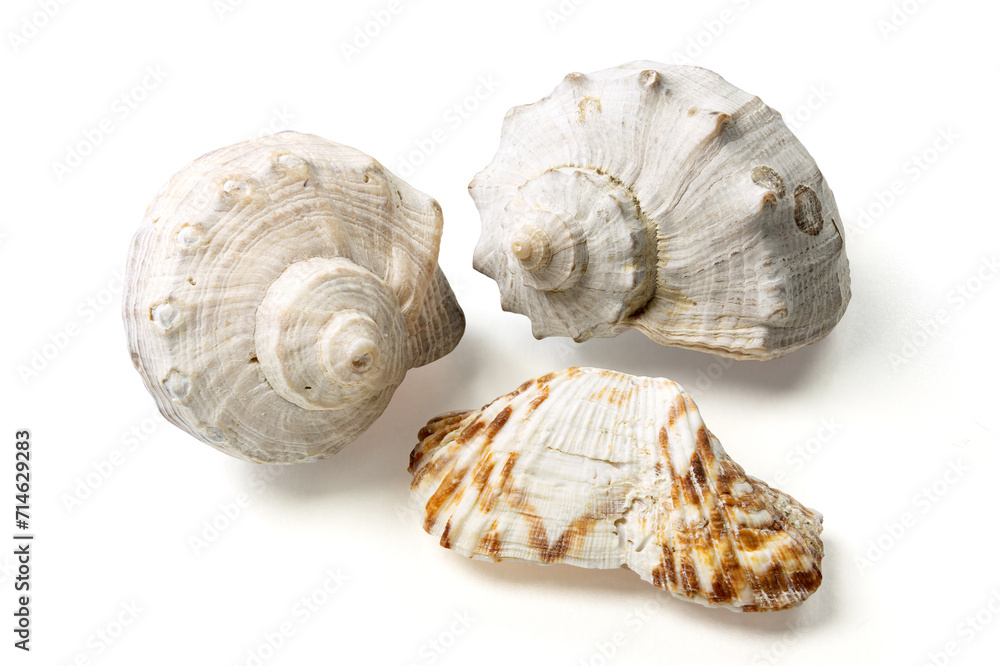 Seashells and shells on white background