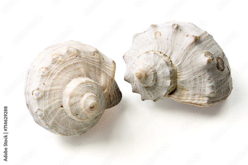 Seashells and shells on white background