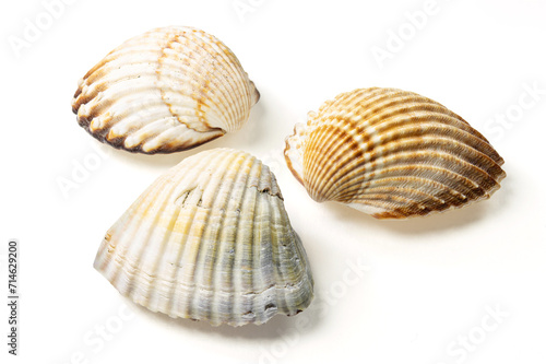 Seashells and shells on white background