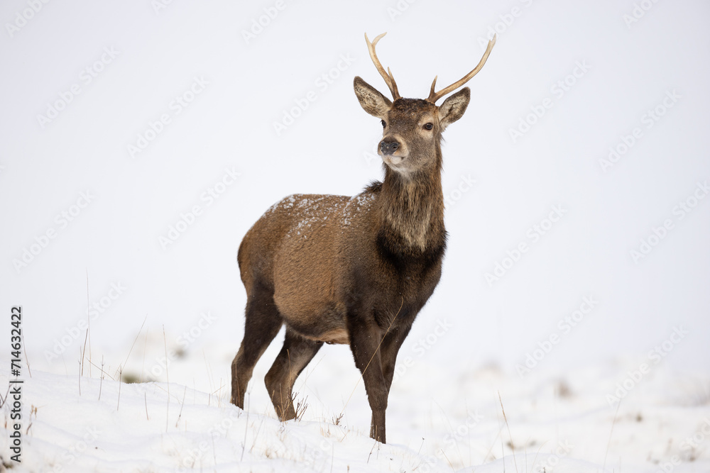Red deer in the snow Red deer in the snow