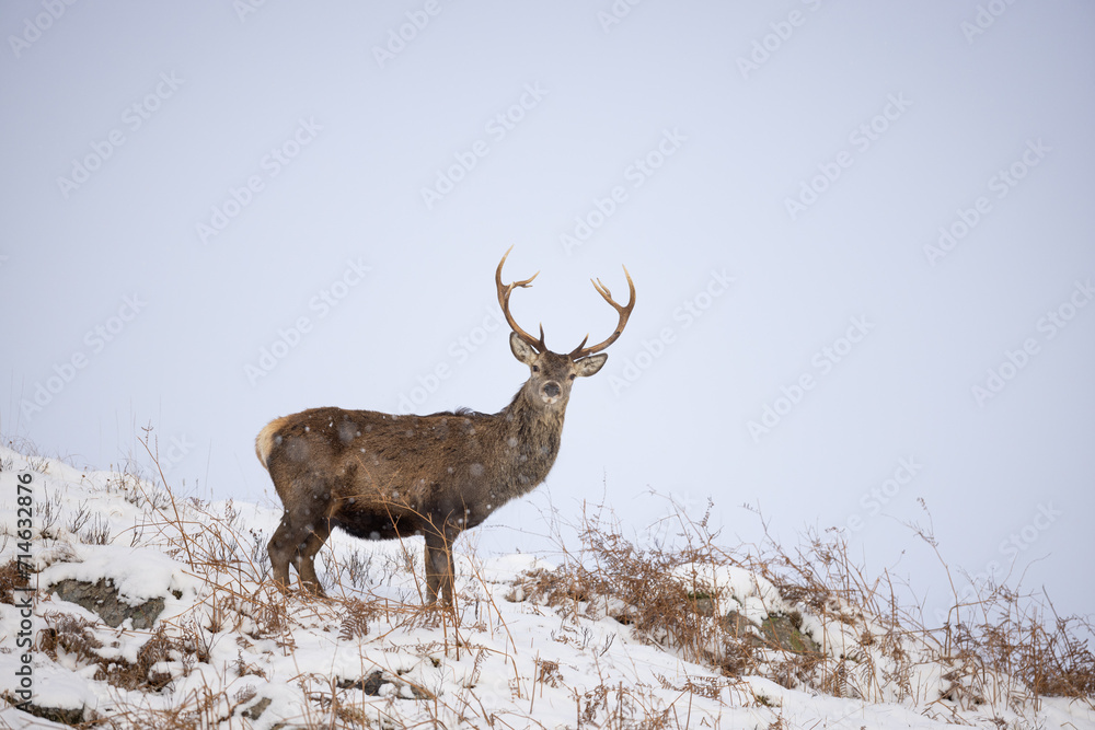 deer in the snow