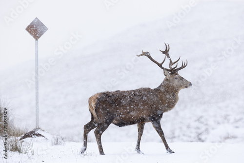 Deer crosses snowy road