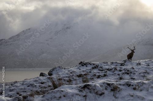 Deer in snow covered landscape