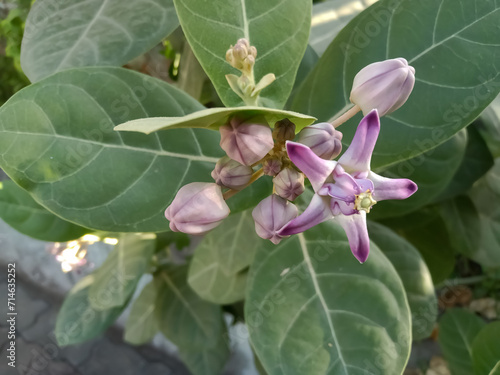 Cuadro en lienzo Giant calotrope flower Plant in Indian garden