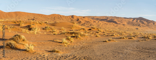 sparse grass vegetation and red sand dune in Naukluft desert, near Sesriem, Namibia