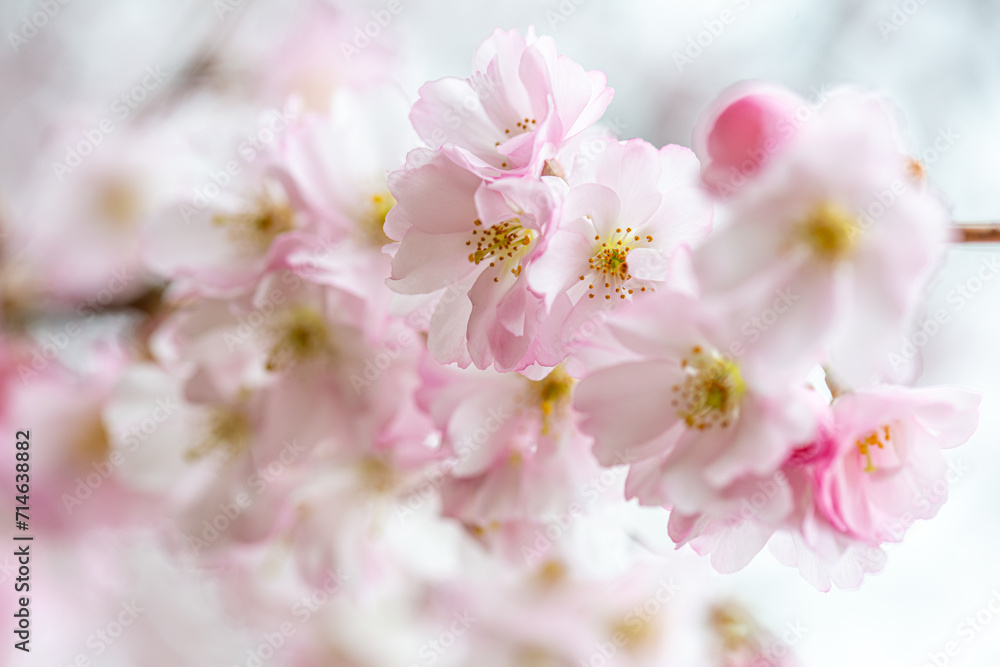 sakura blossom wallpaper spring time