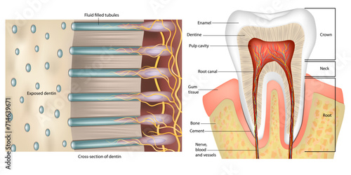 Tooth Anatomy. Cross-section of dentin. Anatomy and Histology. Dentinal tubules photo