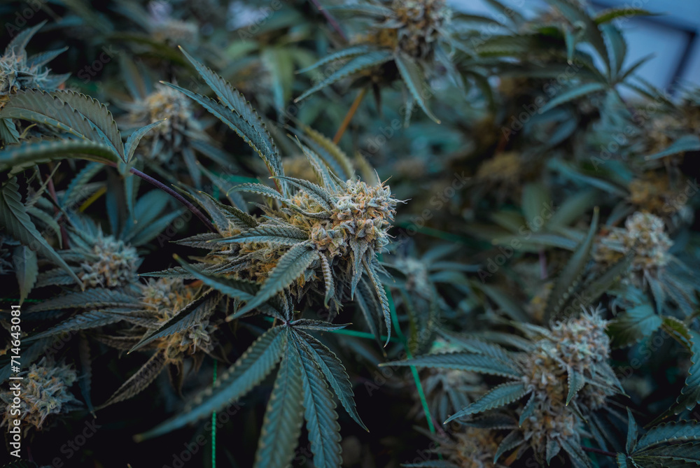 Premium cannabis plants in a greenhouse ready for harvest. Premium cannabis plants in a greenhouse ready for harvest.