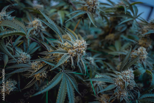 Premium cannabis plants in a greenhouse ready for harvest.