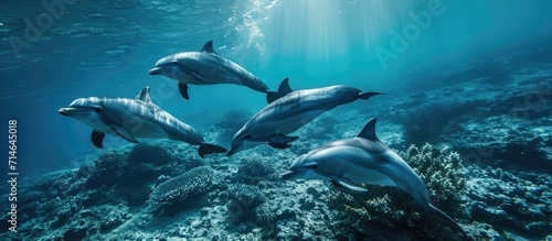 Dolphins swimming in the sea, marine life underwater.