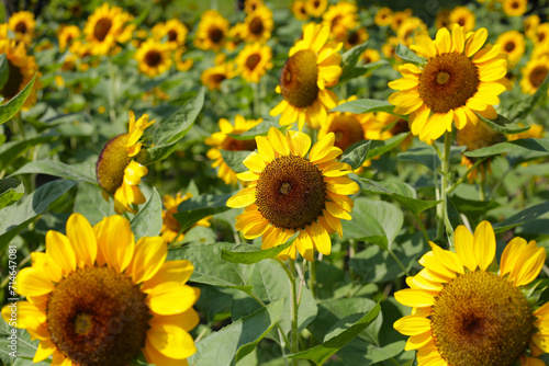 Blooming sunflower fields. Beautiful yellow flower