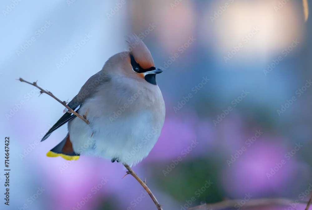 waxwing  on bright background