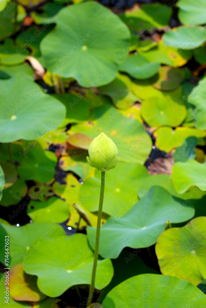 White lotus flower in pond with green leaves. Lotus lake, beautiful nature background. White lotus flower in pond with green leaves. Lotus lake, beautiful nature background.