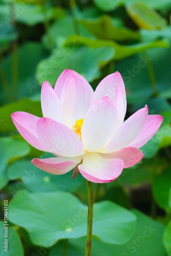 Pink white lotus flower blooming in pond with green leaves. Lotus lake  beautiful nature background.