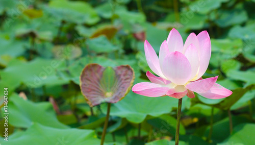 Pink white lotus flower blooming in pond with green leaves. Lotus lake  beautiful nature background.