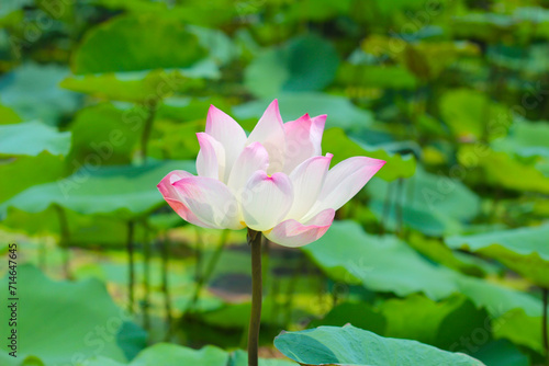 Pink white lotus flower blooming in pond with green leaves. Lotus lake, beautiful nature background.
