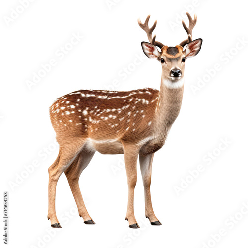 Fallow deer isolated Transparent background