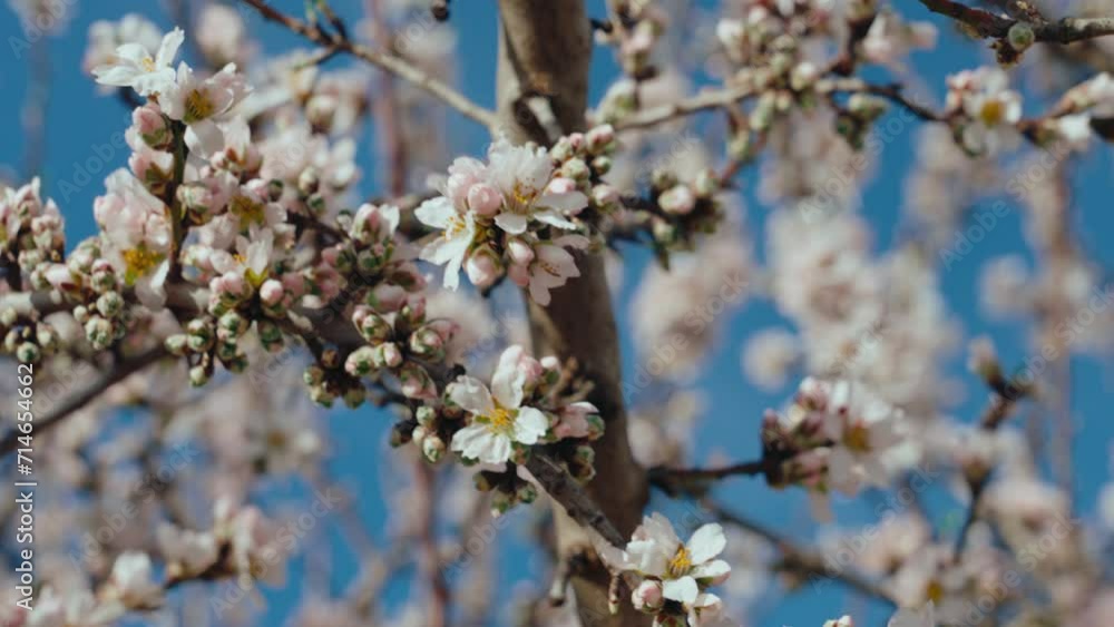 Close up shot of beautiful blooming almond or apple tree with pink and white flowers. Petals sway in the wind against blue sky background. Spring harvest season concept. Close up shot of beautiful blooming almond or apple tree with pink and white flowers. Petals sway in the wind against blue sky background. Spring harvest season concept.