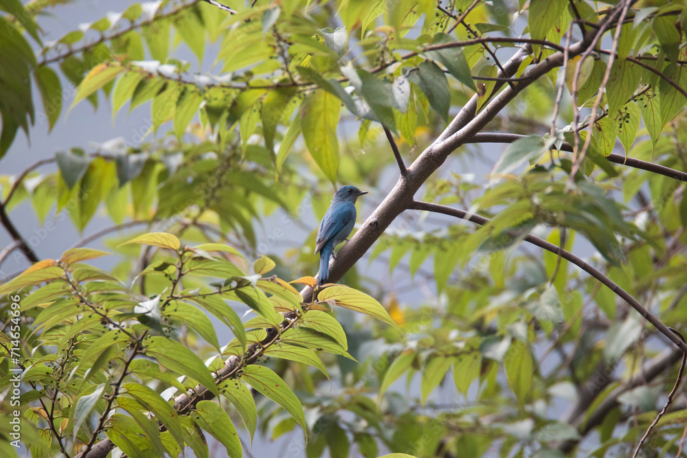 Verditer flycatcher perched on a tree branch - small blue bird Verditer flycatcher perched on a tree branch - small blue bird