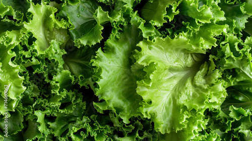  a close up of a bunch of lettuce on a bed of green leafy lettuce with lots of leafy leaves on top of lettuce.