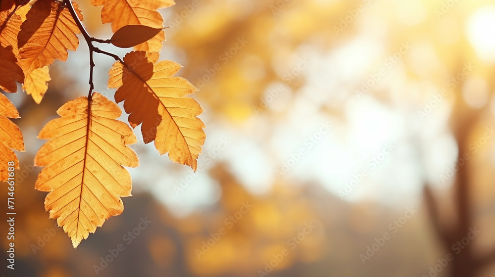 autumn leaves on the tree high definition photographic creative image autumn leaves on the tree high definition photographic creative image