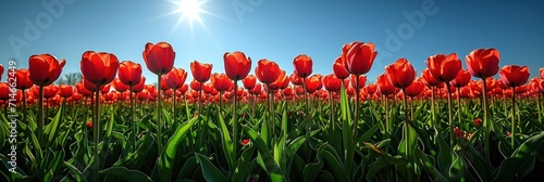 Impeccable and vibrant tulip farm, a perfect blend of colors, beauty, and nature in spring.