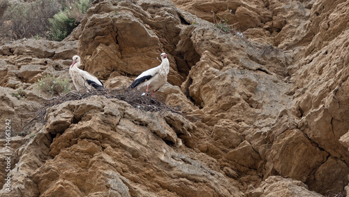 Two white storks Ciconia ciconia on a pile of rocks and a stork nest